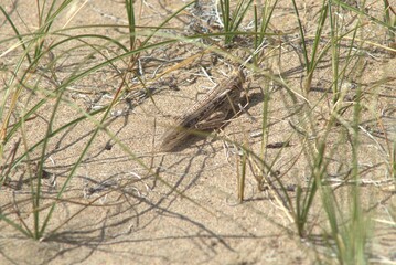 grasshopper in the grass on the sand