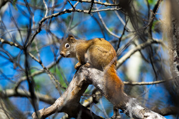 American Red Squirrel in a Canadian Park