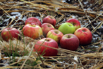 Apples on the first snow on dry grass