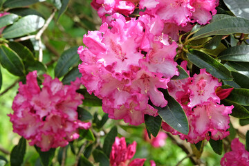 Pink and white California Rhododendron ‘Elsie Watson’ in flower.