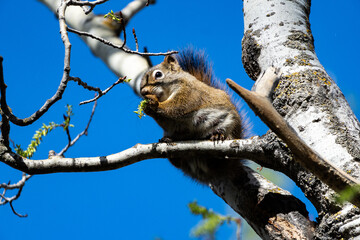 American Red Squirrel in a Canadian Park