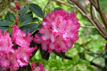 Pink and white California Rhododendron ‘Elsie Watson’ in flower.