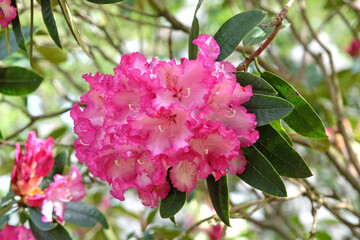 Pink and white California Rhododendron ‘Elsie Watson’ in flower.