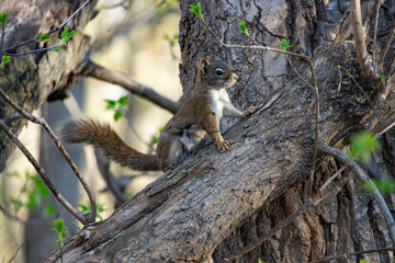 American Red Squirrel in a Canadian Park