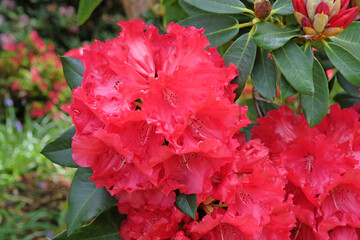 Bright red California Rhododendron ‘Merkeeta’s Prize’ in flower.