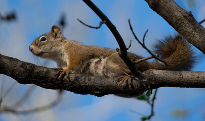 Obraz premium American Red Squirrel in a Canadian Park