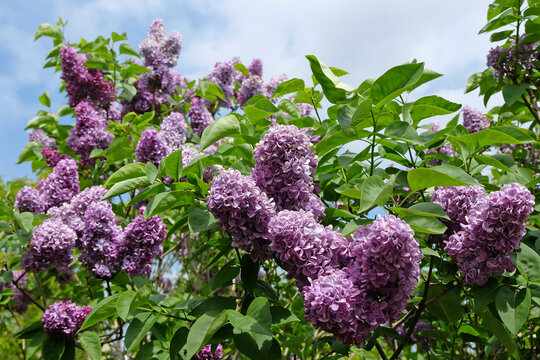 Purple lilac tree in flower.