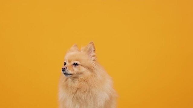 Funny Portrait of a Cute Spitz Puppy Isolated on a Vibrant Yellow Background

Adorable pet dog posing for a playful and lively portrait. Perfect for showcasing the joyful and spirited nature of pets. 