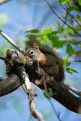American Red Squirrel in a Canadian Park