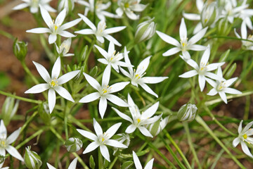 White Ornithogalum umbellatum, Common Star of Bethlehem in flower.