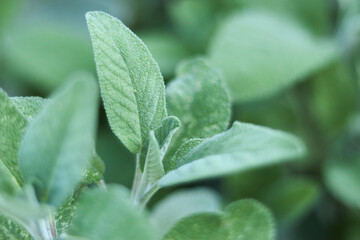 herb bed sage
