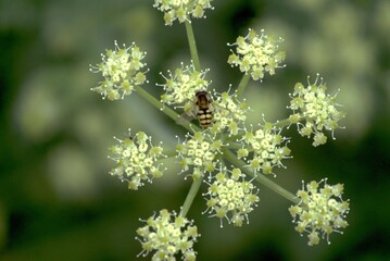 fly and bee on a flowering desert plant
