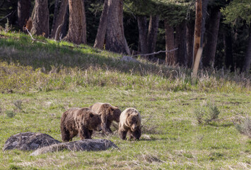 Grizzly Bears in Yellowstone National Park Wyoming in Springtime