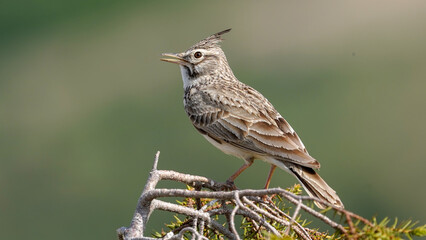 Sparrow on a branch in nature