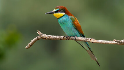 bee - eater on a branch in nature