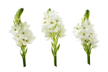 Set of white ornithogalum flowers isolated on white or transparent background