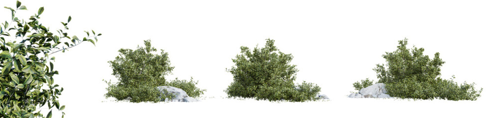 Golden Euonymus shrub isolated on transparent background. 3D render.