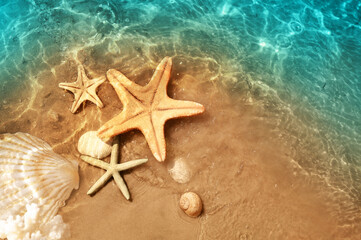 Starfish and seashell on the summer beach in sea water. Summer background.