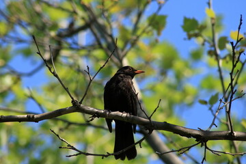 Black thrush.