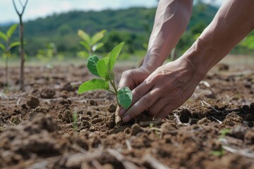 Hope and Renewal: Hands Planting a Young Tree in Deforested Area for Environmental Conservation