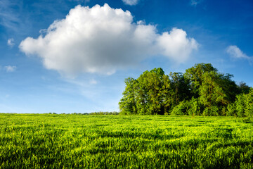 Field of young green wheat and forest in summer time. Fluffy clouds in blue sky and green grass on foreground. Nature landscape