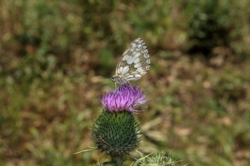  Butterfly.