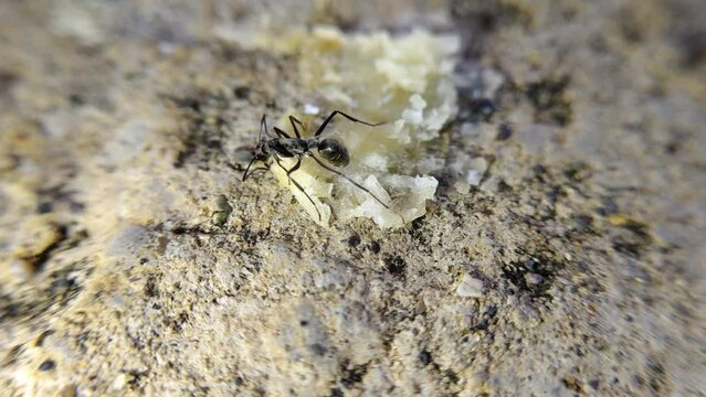 an ant is picking up food on a rock