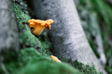 Chanterelle mushroom in the green moss in a summer forest. One of the most delicious and healthy...