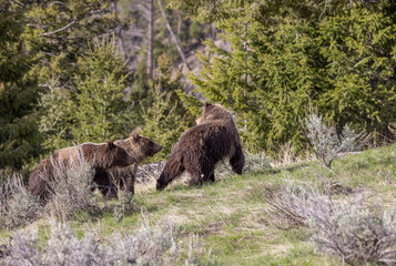 Grizzly Bears in Springtime in Yellowstone National Park Wyoming