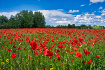 Mohnblumenfeld in der Ortenau