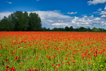 Mohnblumenfeld in der Ortenau