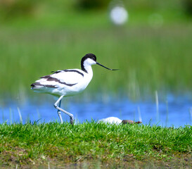 Pied avocet on grass at wetland
