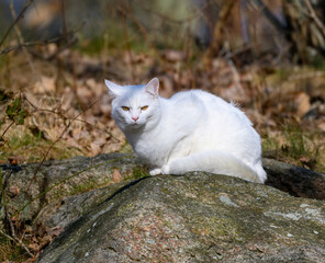 White cat scouts on a rock