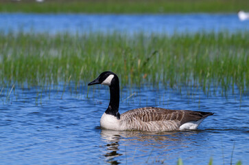 Canada goose swimming at wetland