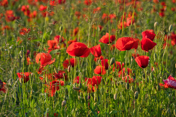 Mohnblumenfeld in der Ortenau
