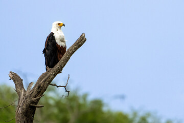 Closeup shot of an African Fish Eagle on top of tree