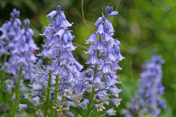 Hyacinthoides hispanica, Spanish bluebells or wood hyacinth in flower.