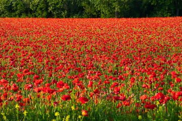 Mohnblumenfeld in der Ortenau