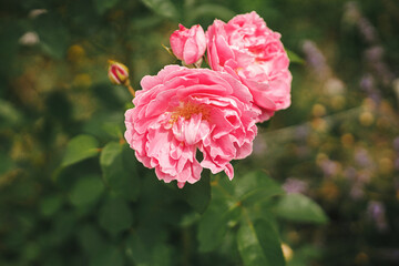 Beautiful rose blooming in english cottage garden. Close up of pink english rose flower. Floral wallpaper