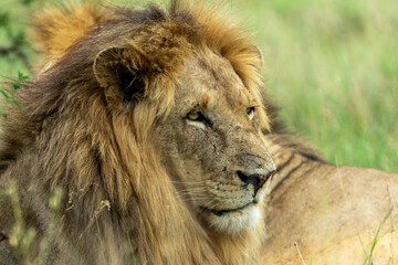 Dangerous African lion with battle scars on nose