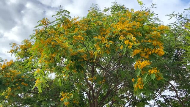 Tipuana tipu with yellow flowers also known as Tipa, Rosewood and Pride of Bolivia, is a South American tree. 