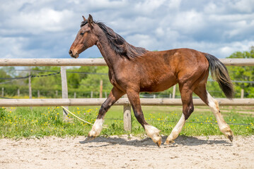 Magnifique cheval de race frison dans un élevage en nature