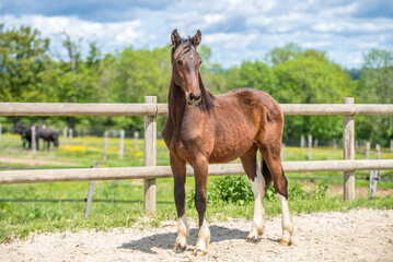 Magnifique cheval de race frison dans un &eacute;levage en nature