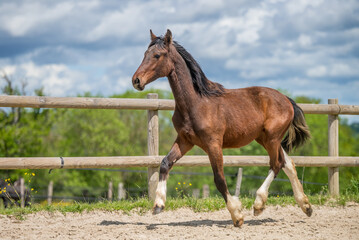 Magnifique cheval de race frison dans un &eacute;levage en nature