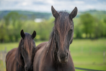 Magnifique cheval de race frison dans un élevage en nature