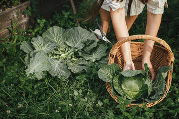 Homestead lifestyle and permaculture. Woman harvesting cabbage from raised garden bed. Hands...