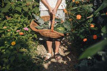 Person holding  basket with cabbage, zucchini, greens close up in urban organic garden. Harvesting...