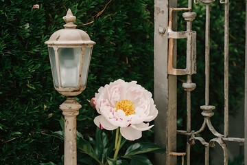 lantern in the garden