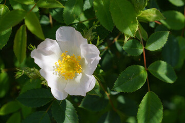 single flower growing on garden bush. rosehip flower with white petals. wild rose in summer bloom