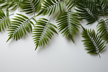Fototapeta premium Green fern leaves on white background, top view with copy space.
